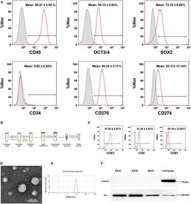 Released Exosomes Contribute to the Immune Modulation of Cord Blood-Derived Stem Cells